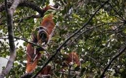 Phát hiện quần thể đười ươi Tapanuli mới tại đầm lầy than bùn Lumut Maju
