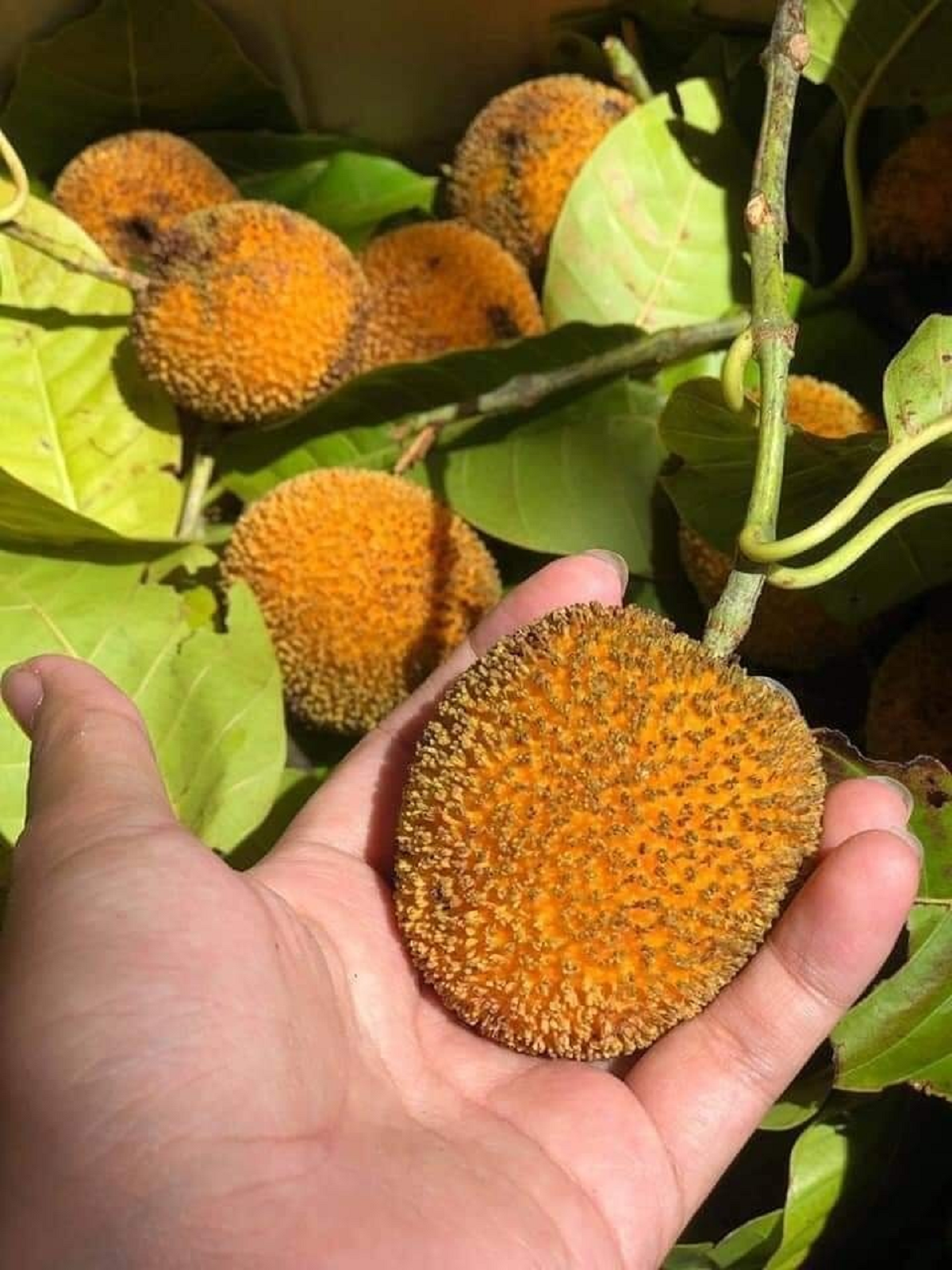 Loại quả quê nhìn lạ mắt mọc bờ rào nay 