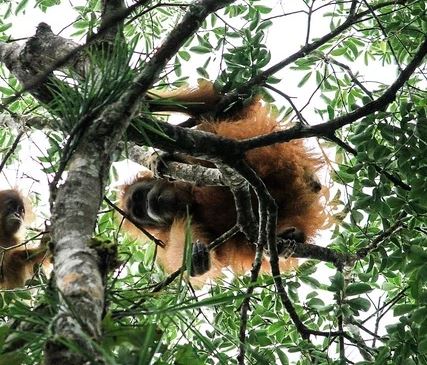Loài vật quý hiếm bậc nhất hành tinh, cả thế giới chỉ còn khoảng 800 cá thể - Ảnh 4.