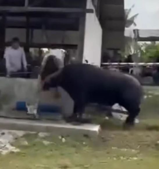 Trâu bất ngờ 