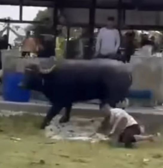 Trâu bất ngờ 