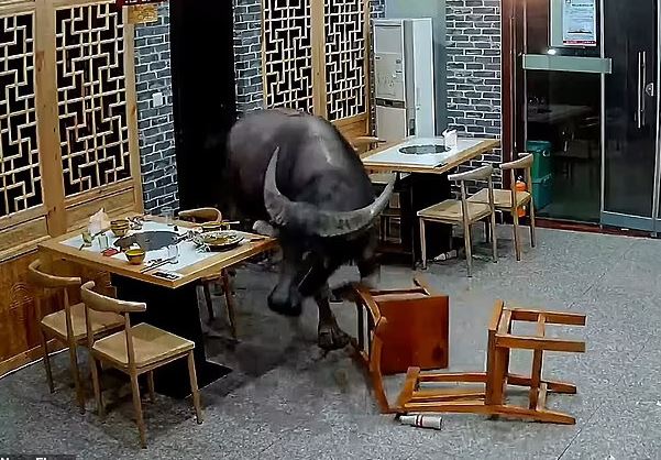 Trâu bất ngờ 