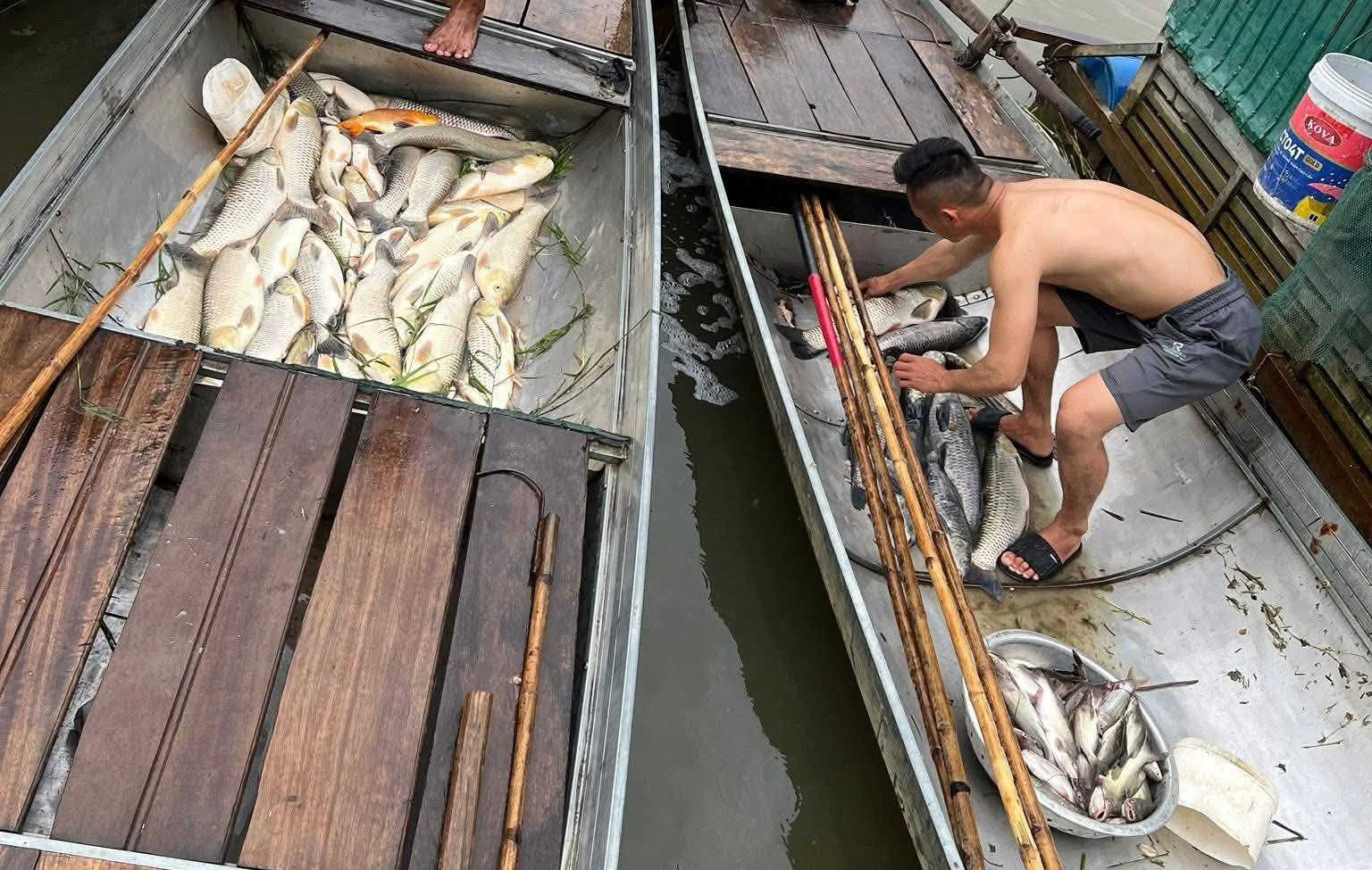 Hàng tấn cá nuôi lồng bè trên sông Lam chết trắng- Ảnh 3.