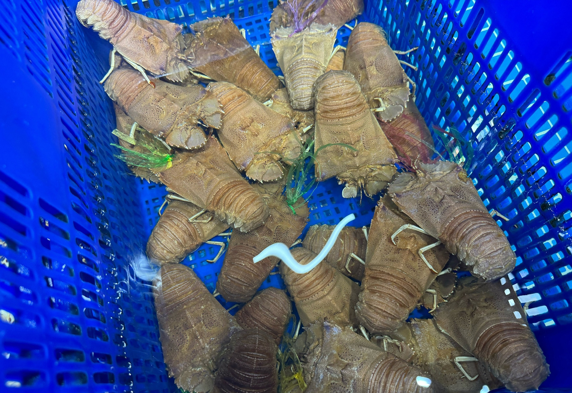 Đặc sản nổi tiếng ở vùng biển: Có 10 chân với hình thù kỳ dị, hút khách thưởng thức ở Mũi Né - Ảnh 1.