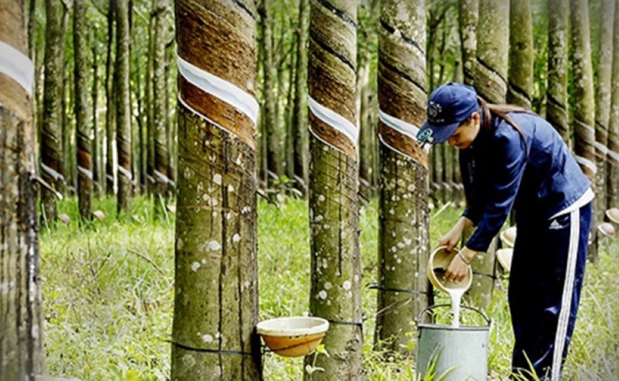 GVR báo lãi kỷ lục quý I/2026, mảng cao su tiếp tục dẫn dắt tăng trưởng - Ảnh 1.