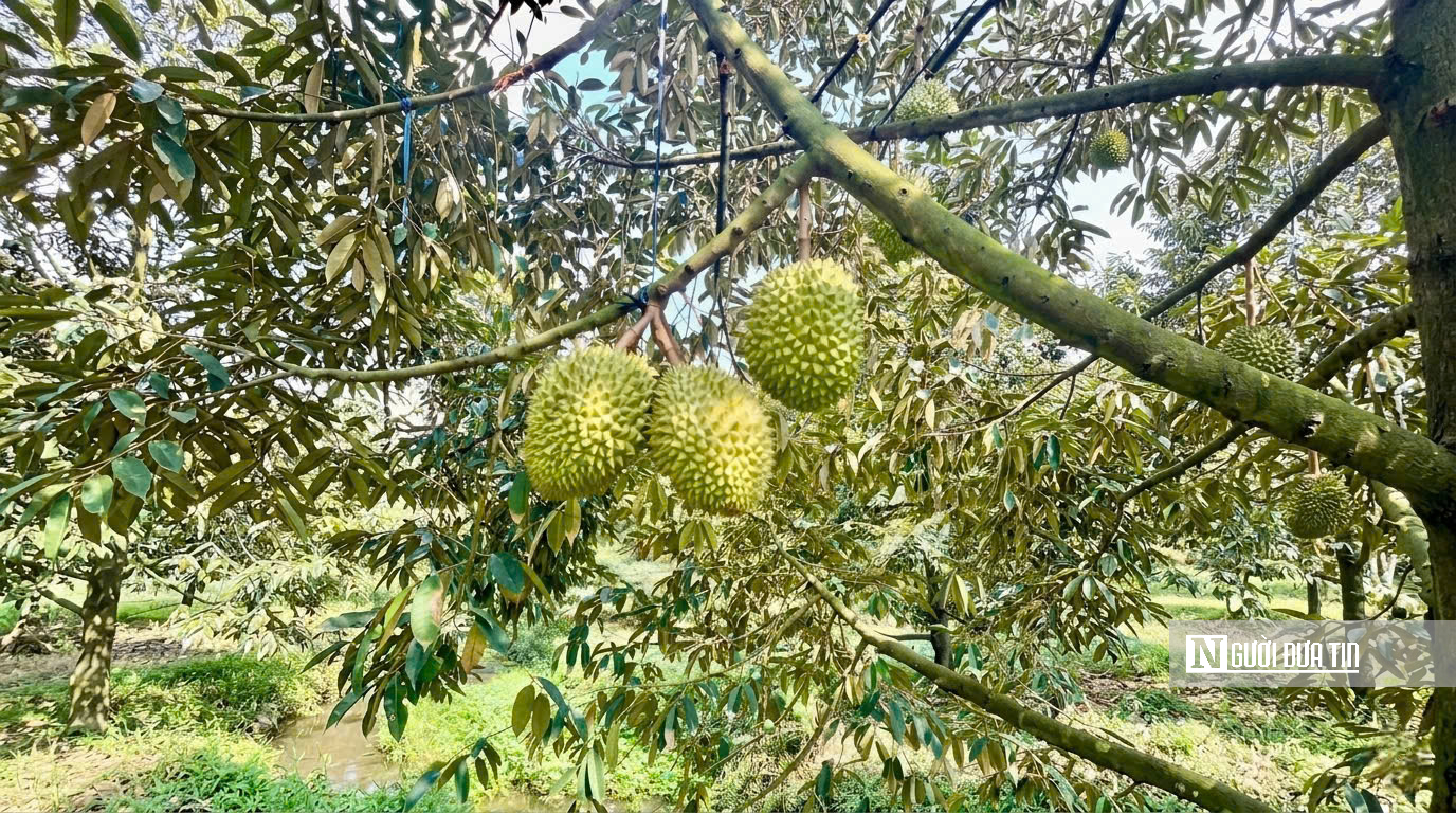 Sầu riêng biến động khó lường, nhà vườn “đứng ngồi không yên”- Ảnh 5.