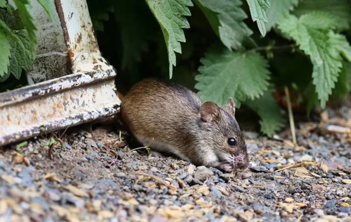 3 người vừa tử vong vì hantavirus: Loại virus 