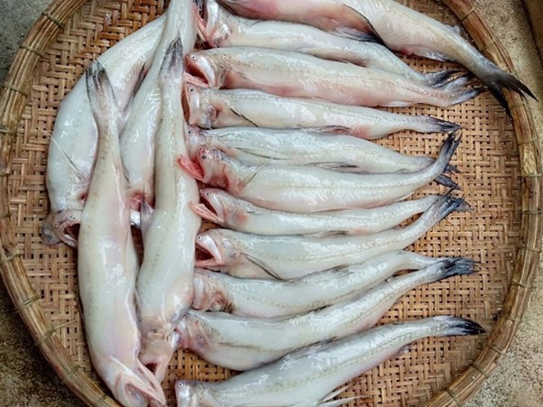 Loại c&aacute; l&agrave; đặc sản biển nổi tiếng c&oacute; gi&aacute; trị dinh dưỡng cao, mang lại nhiều lợi cho sức khỏe - Ảnh 1.