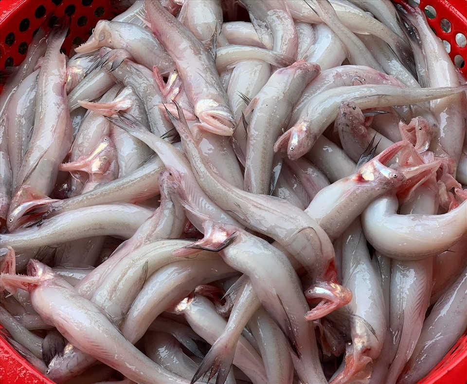 Loại cá là đặc sản biển nổi tiếng có giá trị dinh dưỡng cao, mang lại nhiều lợi cho sức khỏe - Ảnh 2.