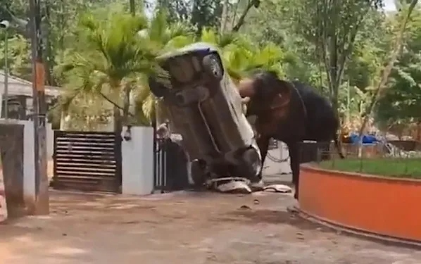 Voi nổi đi&ecirc;n, d&ugrave;ng ng&agrave; đ&acirc;m thủng &ocirc; t&ocirc; rồi quăng quật như đồ chơi - Ảnh 2.