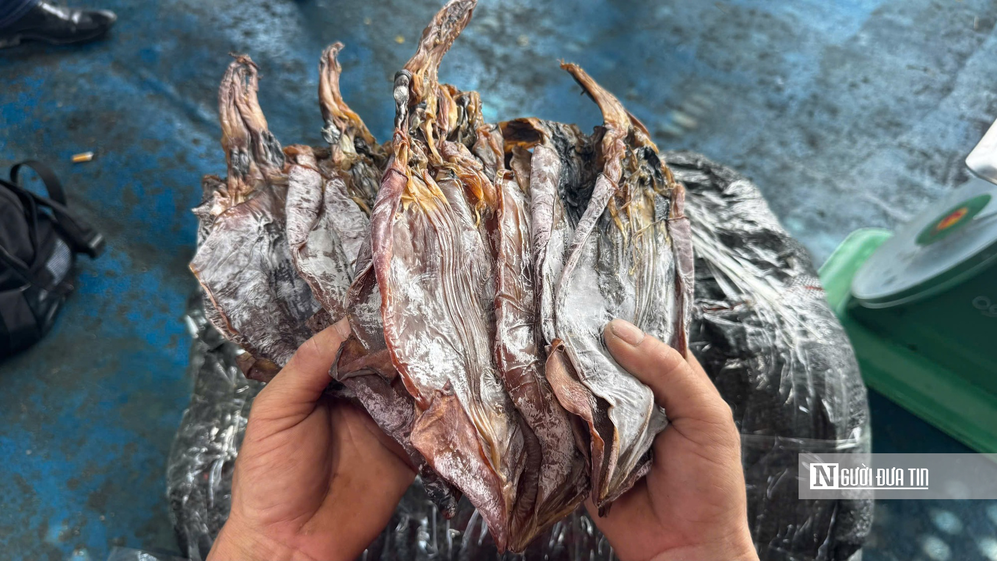 Mực x&agrave; Quảng Ng&atilde;i tr&uacute;ng đậm chưa từng c&oacute;, nhiều t&agrave;u c&aacute; thu bạc tỷ sau chuyến biển Trường Sa- Ảnh 6.