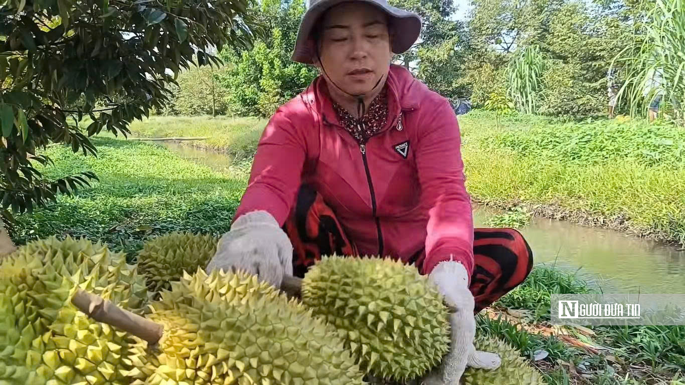 Sầu riêng tại vườn rớt giá, vì sao người tiêu dùng vẫn mua đắt? - Ảnh 2.