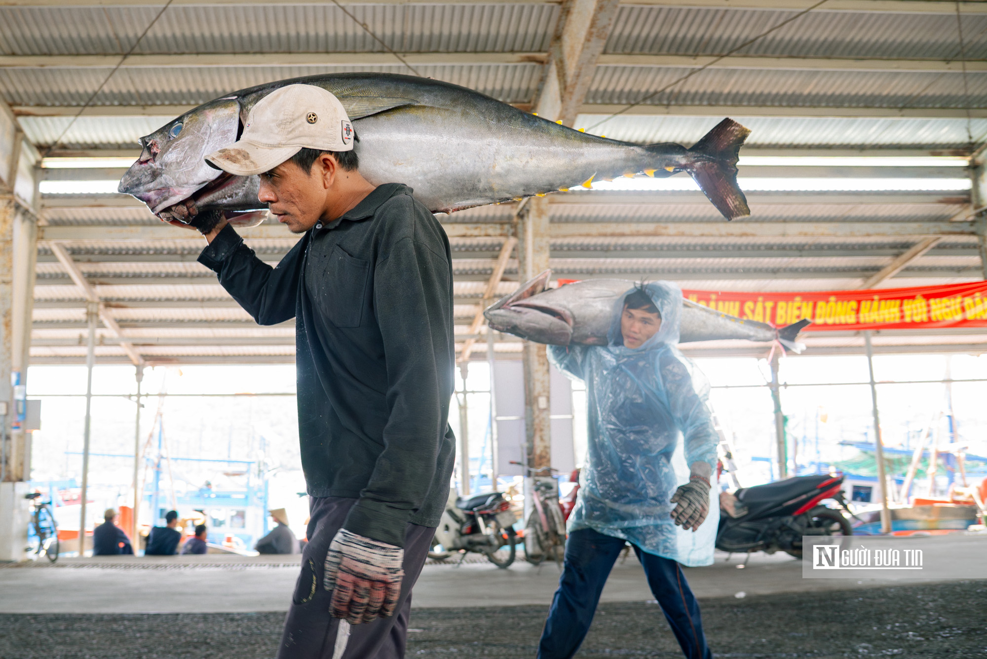 Đắk Lắk: Cận cảnh ngư d&acirc;n tr&uacute;ng lớn c&aacute; ngừ đại dương, c&oacute; con nặng hơn 1 tạ hiếm gặp- Ảnh 12.