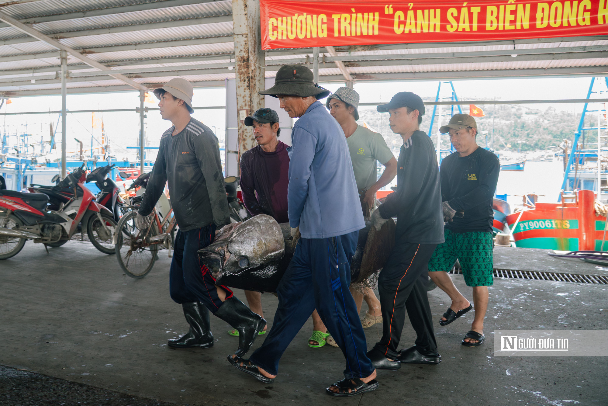 Đắk Lắk: Cận cảnh ngư d&acirc;n tr&uacute;ng lớn c&aacute; ngừ đại dương, c&oacute; con nặng hơn 1 tạ hiếm gặp- Ảnh 8.