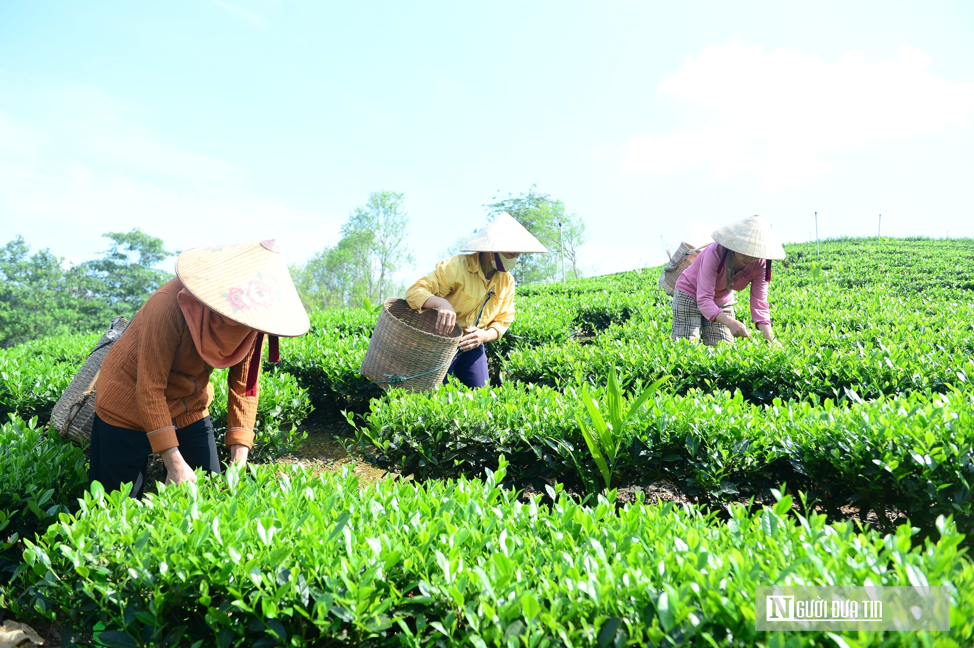 Từ n&ocirc;ng d&acirc;n th&agrave;nh gi&aacute;m đốc, biến thứ l&aacute; d&acirc;n d&atilde; th&agrave;nh sinh kế bạc tỷ- Ảnh 3.