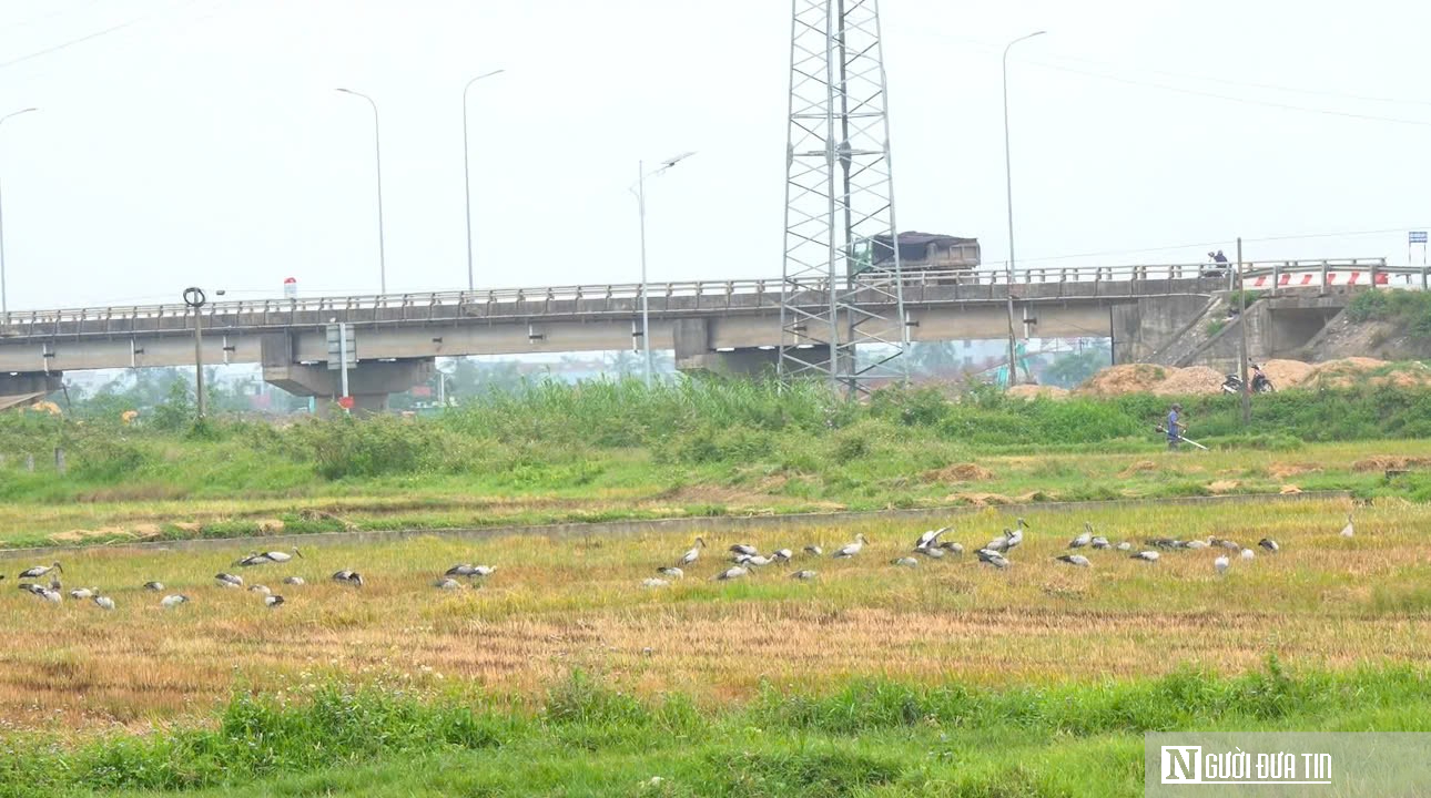 Cận cảnh đàn chim quý hiếm bất ngờ xuất hiện tại cánh đồng ở Quảng Trị- Ảnh 3.