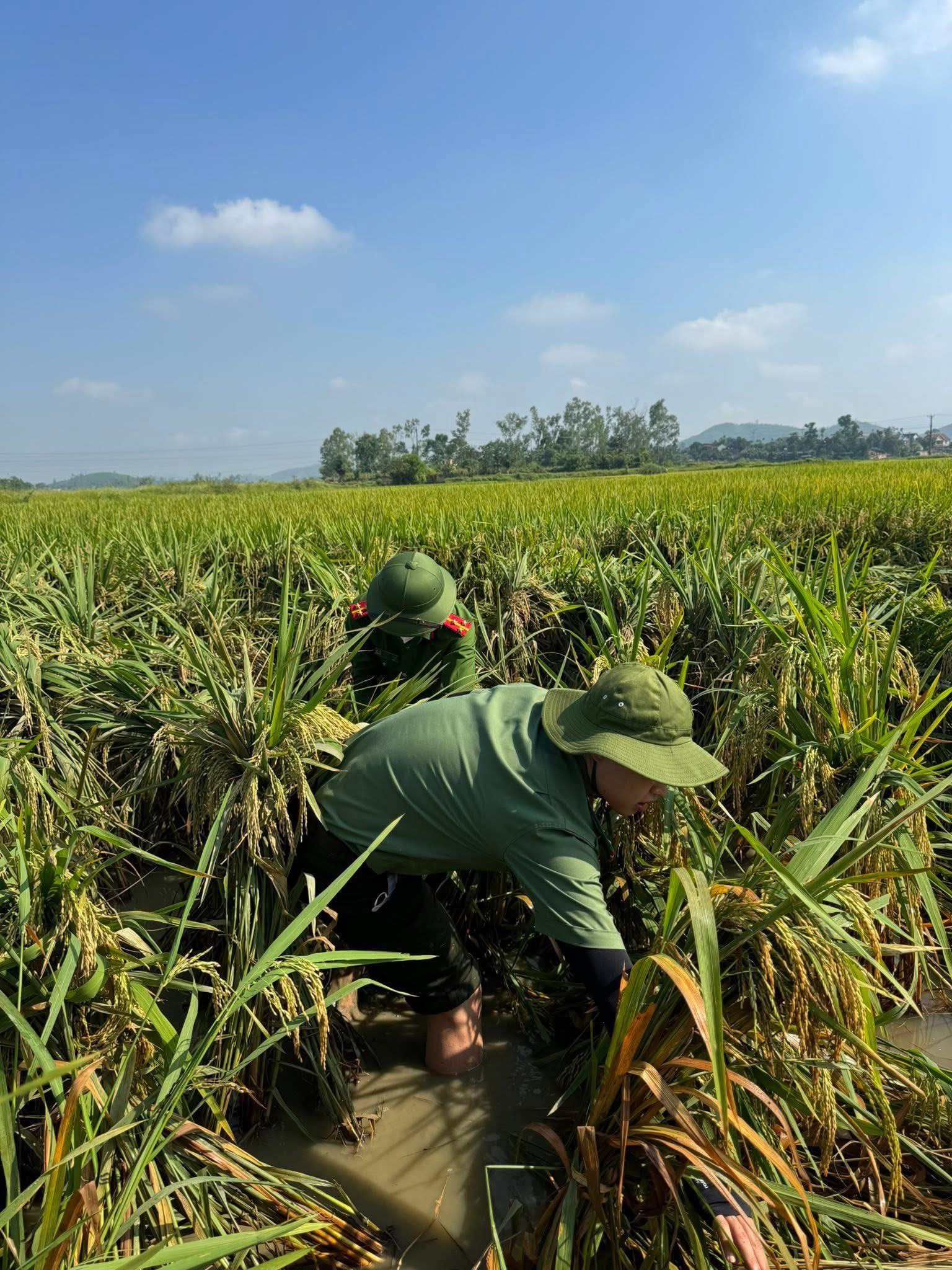 C&ocirc;ng an xuống đồng gi&uacute;p d&acirc;n gặt l&uacute;a sau gi&ocirc;ng lốc v&agrave; "l&aacute; đơn cảm ơn" g&acirc;y x&uacute;c động- Ảnh 4.