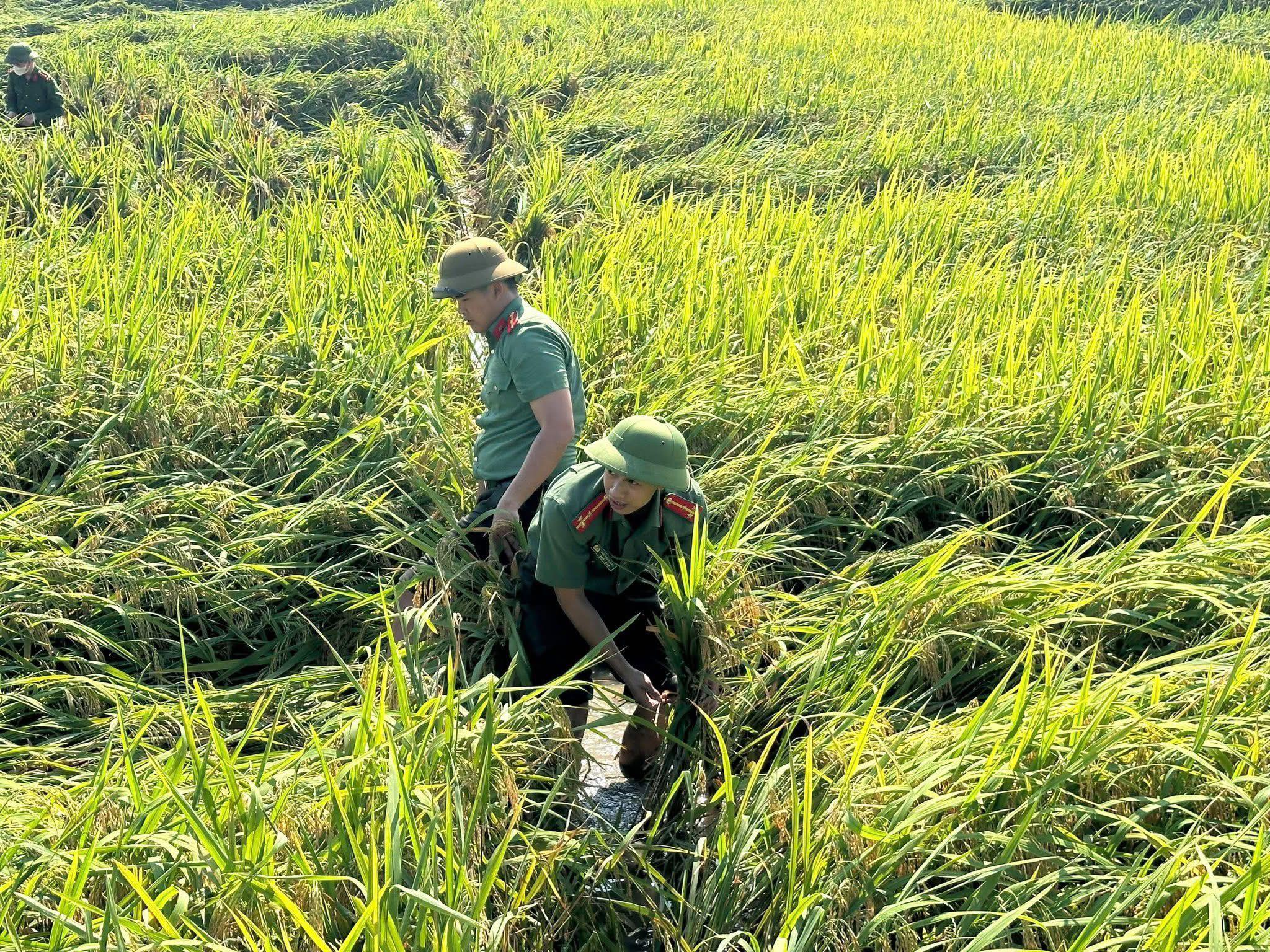 C&ocirc;ng an xuống đồng gi&uacute;p d&acirc;n gặt l&uacute;a sau gi&ocirc;ng lốc v&agrave; "l&aacute; đơn cảm ơn" g&acirc;y x&uacute;c động- Ảnh 3.