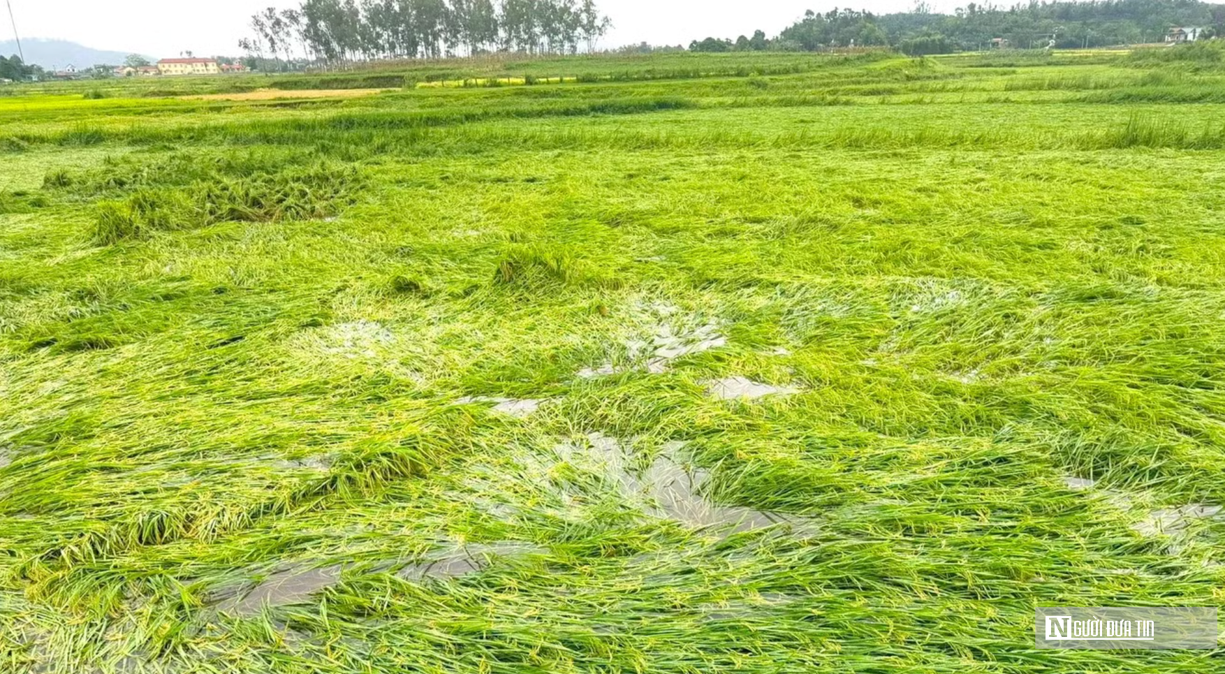 C&ocirc;ng an xuống đồng gi&uacute;p d&acirc;n gặt l&uacute;a sau gi&ocirc;ng lốc v&agrave; "l&aacute; đơn cảm ơn" g&acirc;y x&uacute;c động- Ảnh 1.