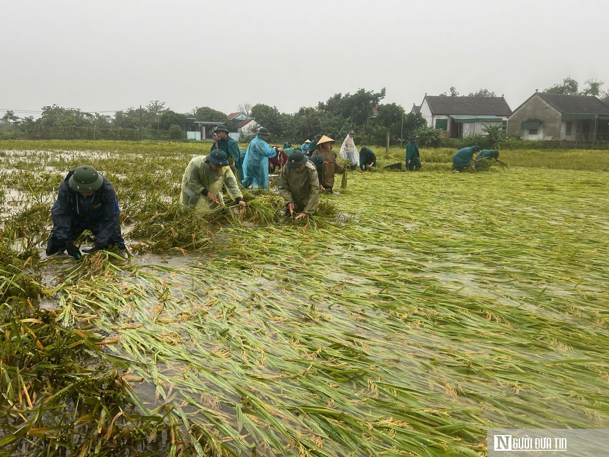 C&ocirc;ng an xuống đồng gi&uacute;p d&acirc;n gặt l&uacute;a sau gi&ocirc;ng lốc v&agrave; "l&aacute; đơn cảm ơn" g&acirc;y x&uacute;c động- Ảnh 7.