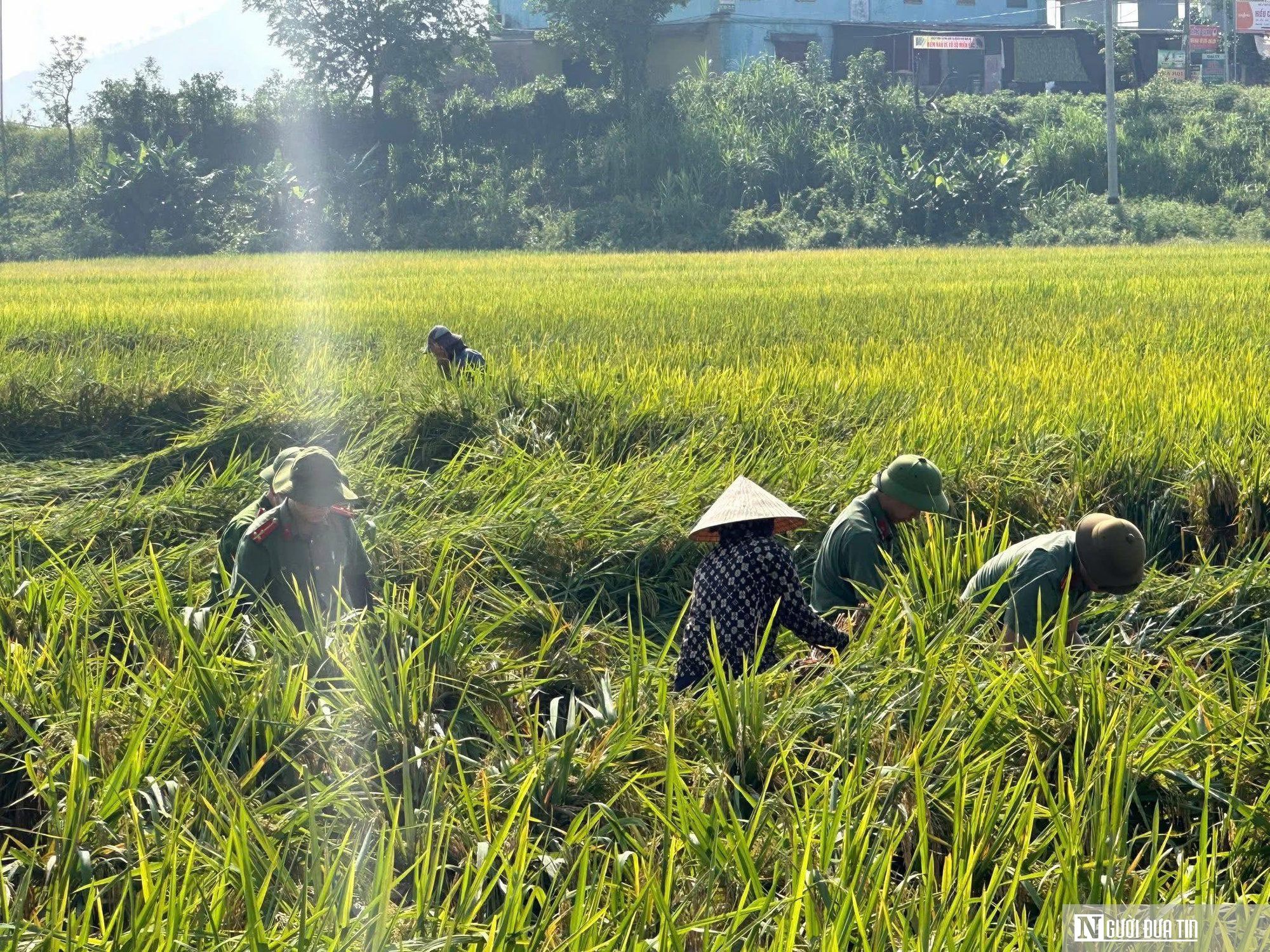 C&ocirc;ng an xuống đồng gi&uacute;p d&acirc;n gặt l&uacute;a sau gi&ocirc;ng lốc v&agrave; "l&aacute; đơn cảm ơn" g&acirc;y x&uacute;c động- Ảnh 2.