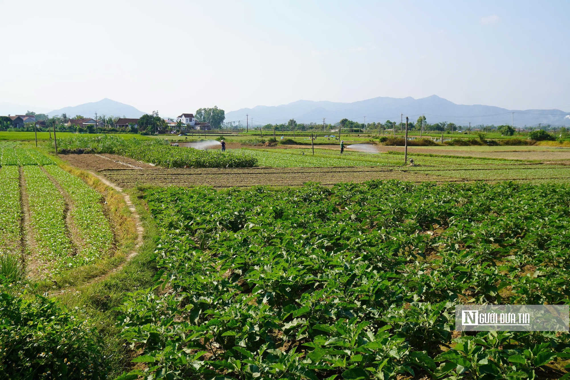 Về Thuận Nghĩa để nghe chuyện trồng rau trở thành chuyện du lịch- Ảnh 8.