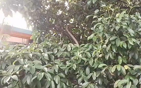 Nhìn qua màn, hai mẹ con thấy cảnh tượng "nổi da gà" giữa đêm - Ảnh 2.