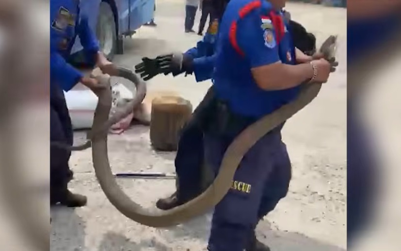 Bắt sống rắn hổ mang ch&uacute;a khổng lồ d&agrave;i 4 m&eacute;t ẩn nấp trong xe- Ảnh 4.