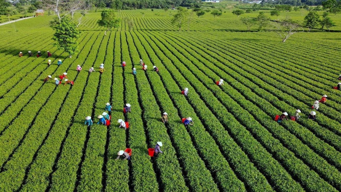 “Đánh thức” tiềm năng phát triển kinh tế ở xã Sơn Kim 2 - Ảnh 1.