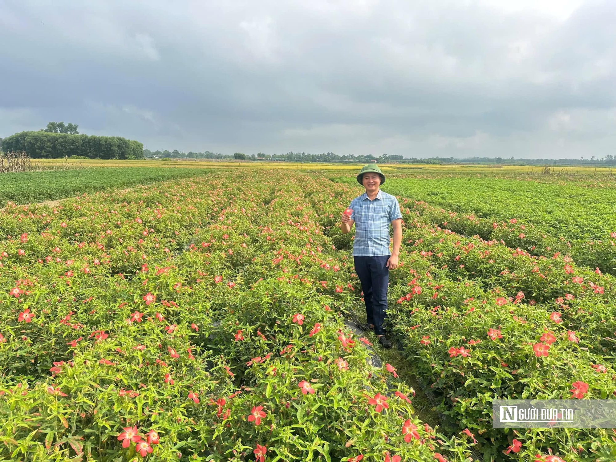 Hà Tĩnh: Kỳ vọng về cây trồng mới trên vùng đất khó, giúp người dân thoát nghèo bền vững- Ảnh 1. Hà Tĩnh: Kỳ vọng về cây trồng mới trên vùng đất khó, giúp người dân thoát nghèo bền vững- Ảnh 1.