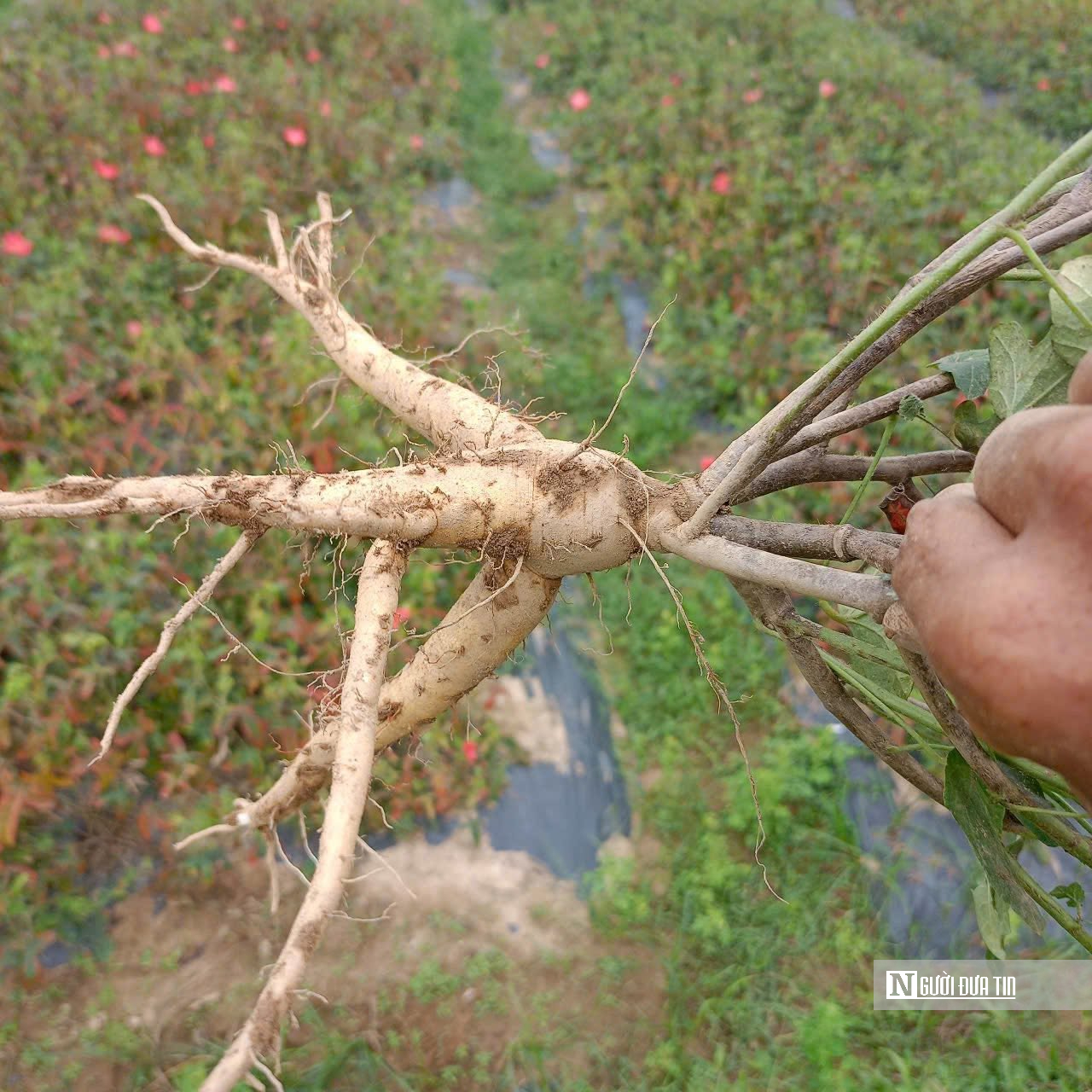 Hà Tĩnh: Kỳ vọng về cây trồng mới trên vùng đất khó, giúp người dân thoát nghèo bền vững- Ảnh 3. Hà Tĩnh: Kỳ vọng về cây trồng mới trên vùng đất khó, giúp người dân thoát nghèo bền vững- Ảnh 3.