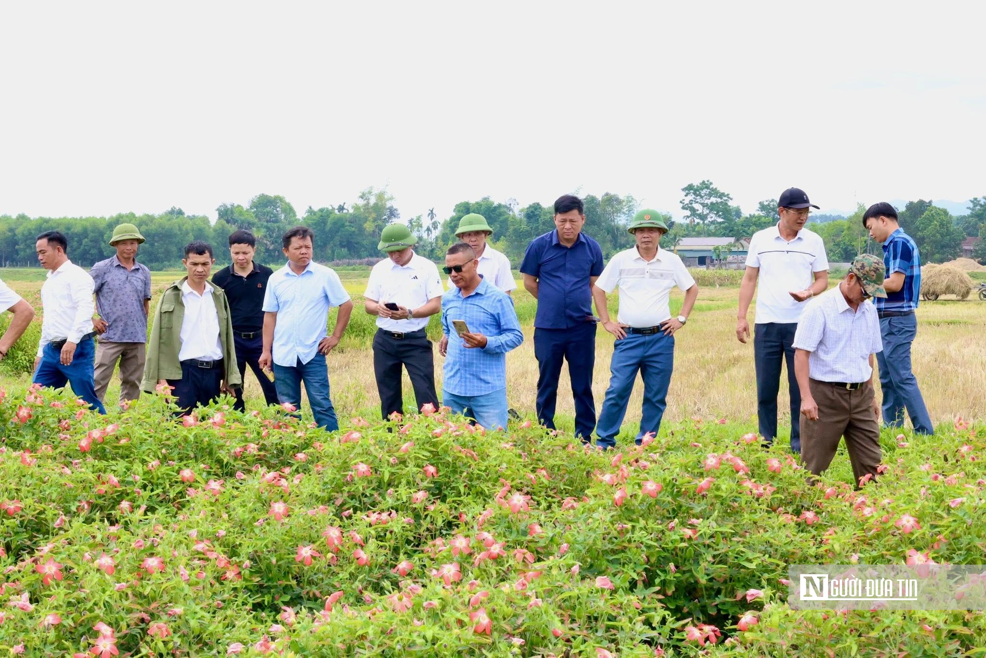 Hà Tĩnh: Kỳ vọng về cây trồng mới trên vùng đất khó, giúp người dân thoát nghèo bền vững- Ảnh 4. Hà Tĩnh: Kỳ vọng về cây trồng mới trên vùng đất khó, giúp người dân thoát nghèo bền vững- Ảnh 4.