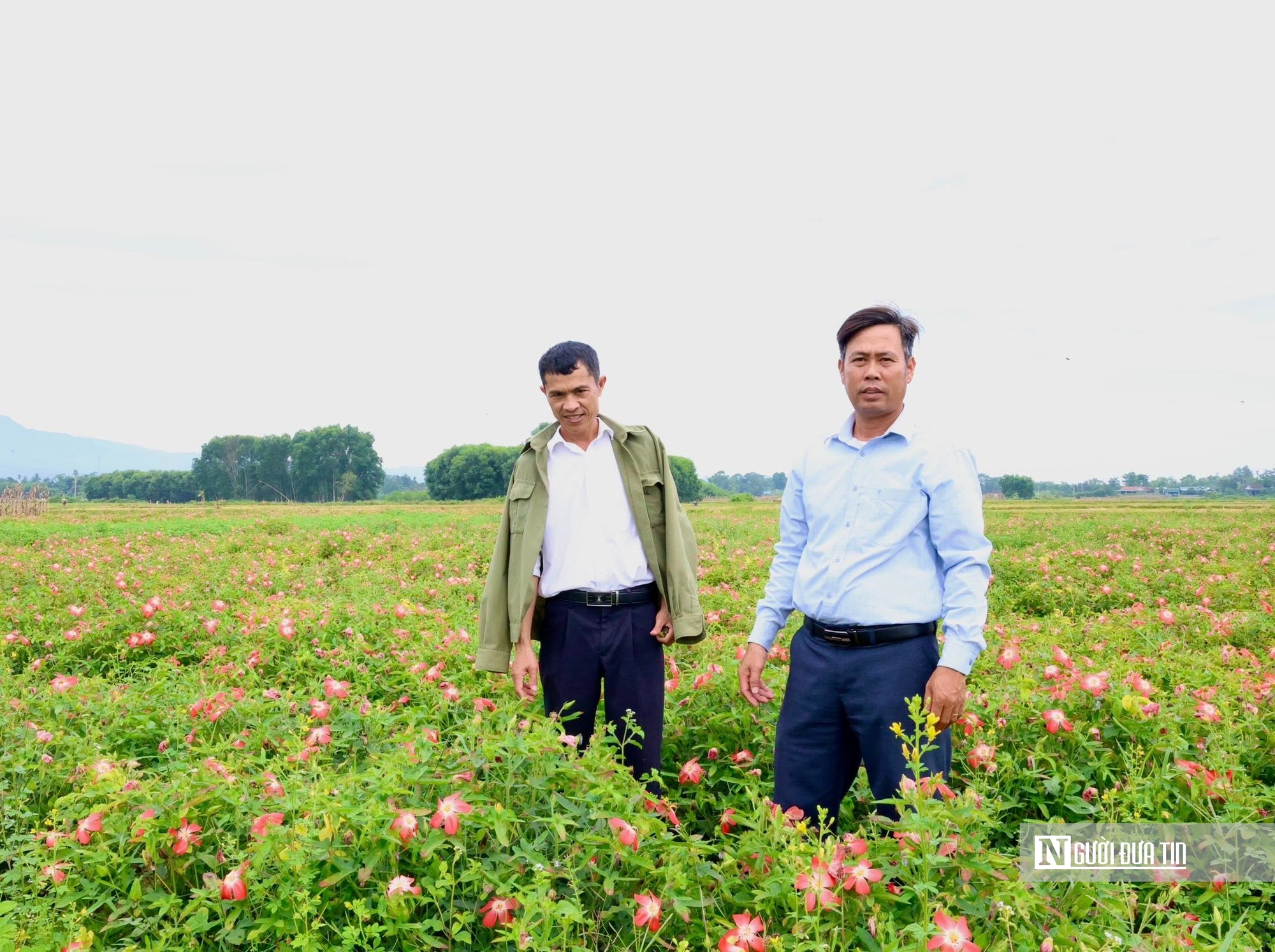 Hà Tĩnh: Kỳ vọng về cây trồng mới trên vùng đất khó, giúp người dân thoát nghèo bền vững- Ảnh 5. Hà Tĩnh: Kỳ vọng về cây trồng mới trên vùng đất khó, giúp người dân thoát nghèo bền vững- Ảnh 5.