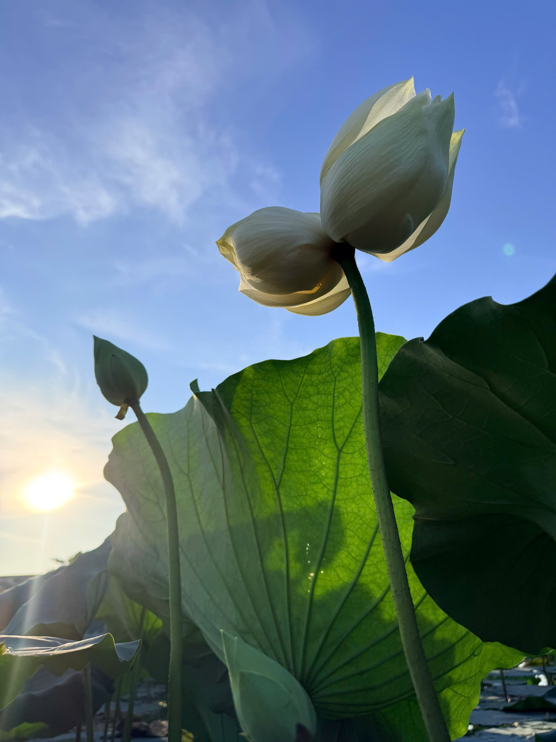 Ngắm bông sen “sinh đôi” hiếm thấy ở Huế, hé lộ nghề kiếm tiền triệu từ sen- Ảnh 2. Ngắm bông sen “sinh đôi” hiếm thấy ở Huế, hé lộ nghề kiếm tiền triệu từ sen- Ảnh 2.