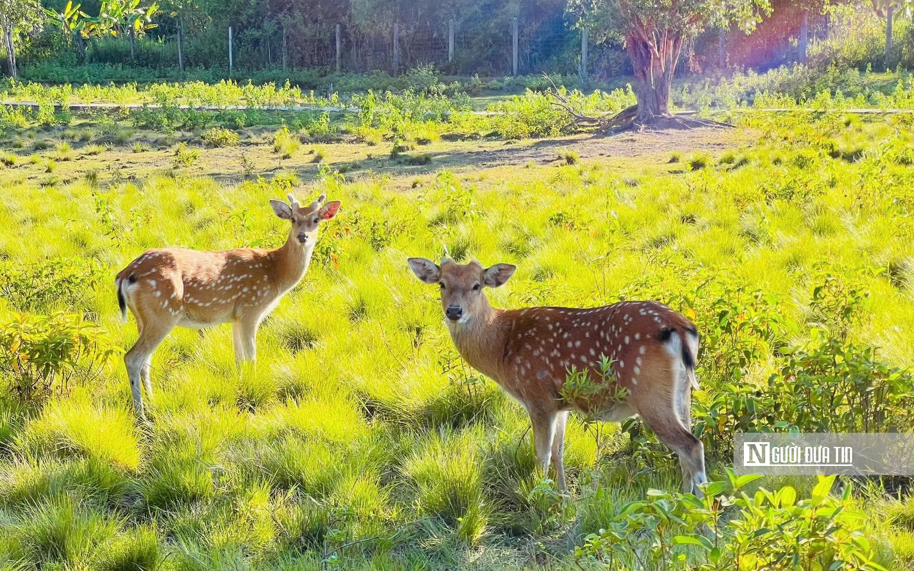 Quy Nhơn - Gia Lai với kỳ vọng hút khách du lịch tàu biển- Ảnh 9.