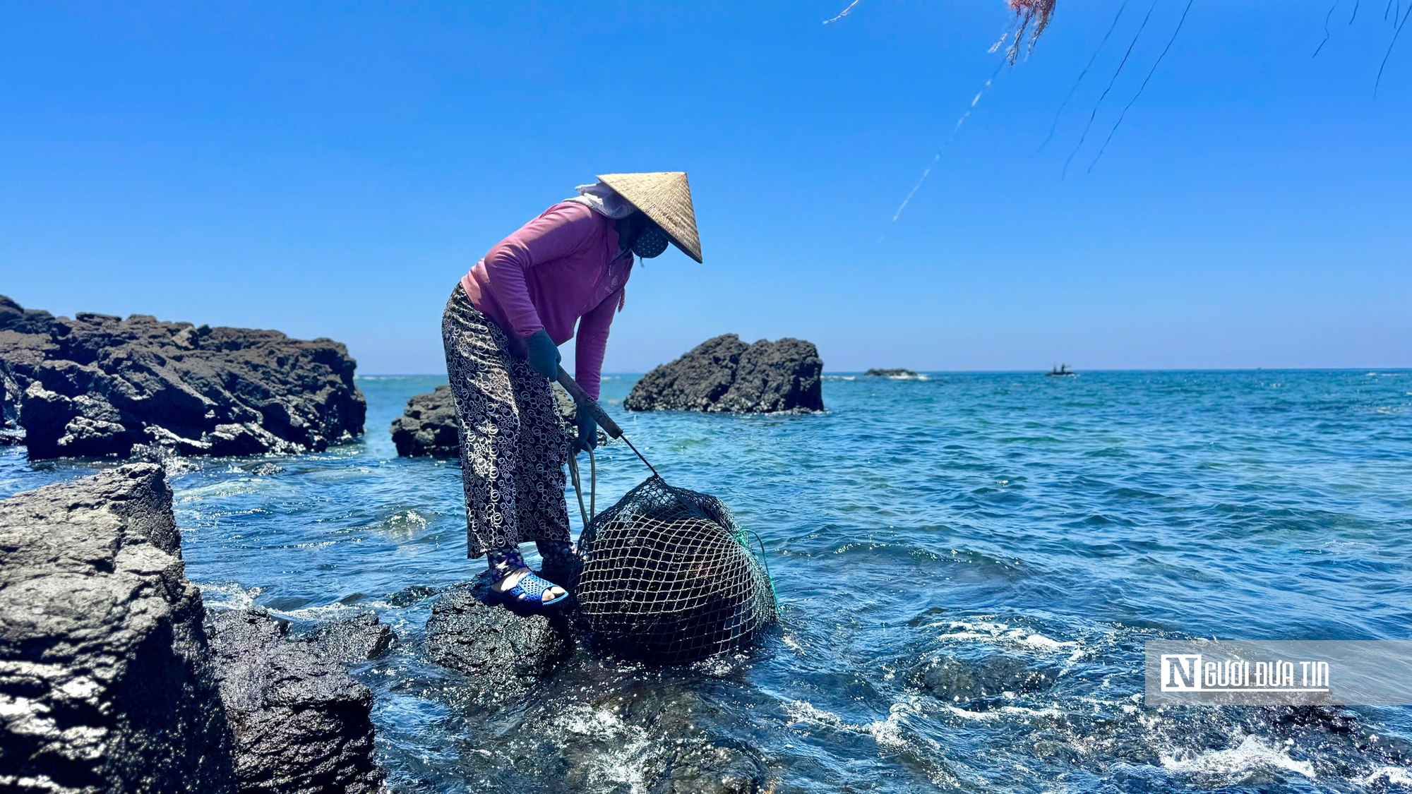 Ngư d&acirc;n Quảng Ng&atilde;i v&agrave;o m&ugrave;a săn "nh&acirc;n s&acirc;m biển" - Ảnh 15.