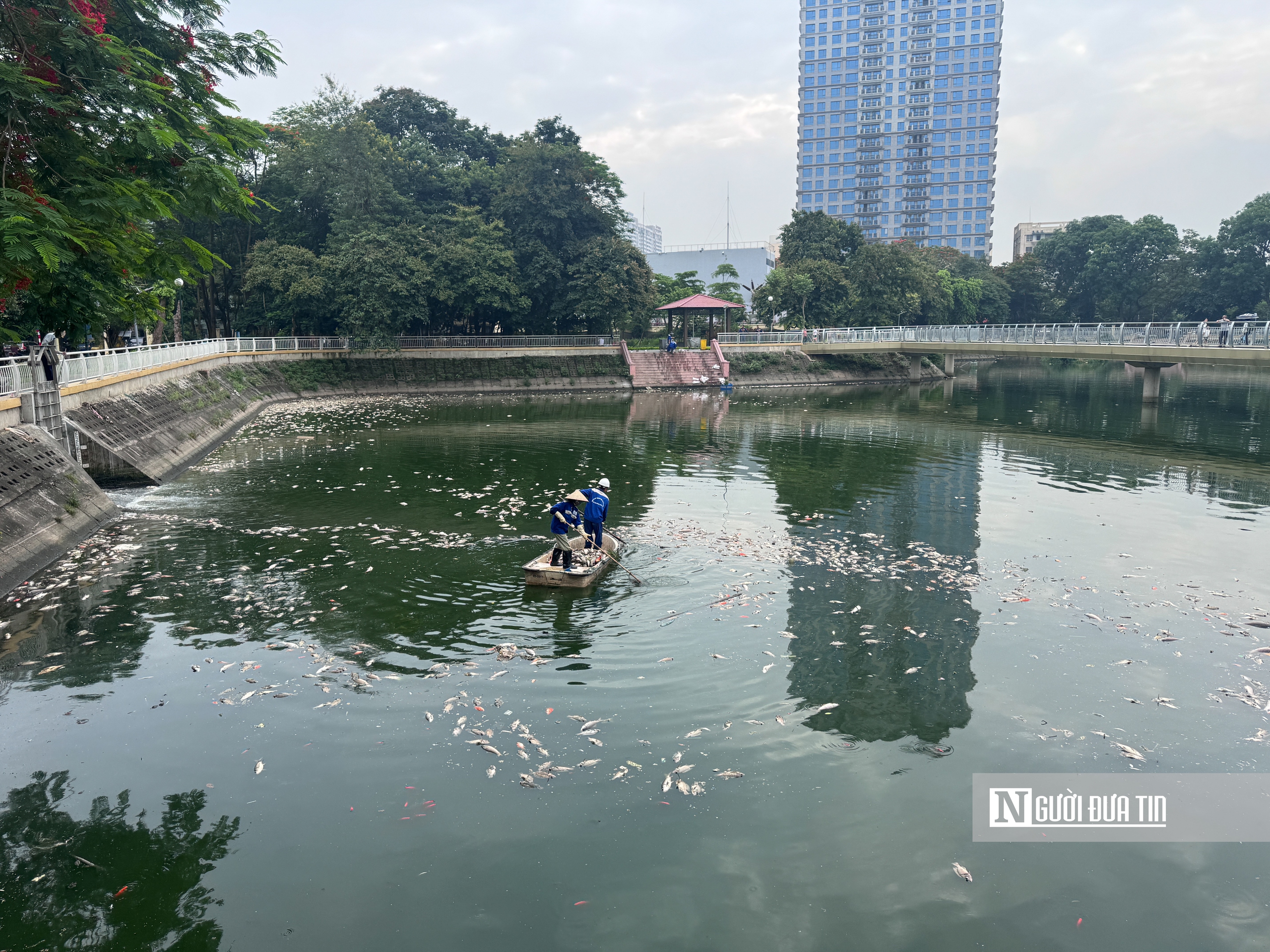 Hà Nội: Cá chết nổi trắng hồ Nghĩa Đô - Ảnh 11.