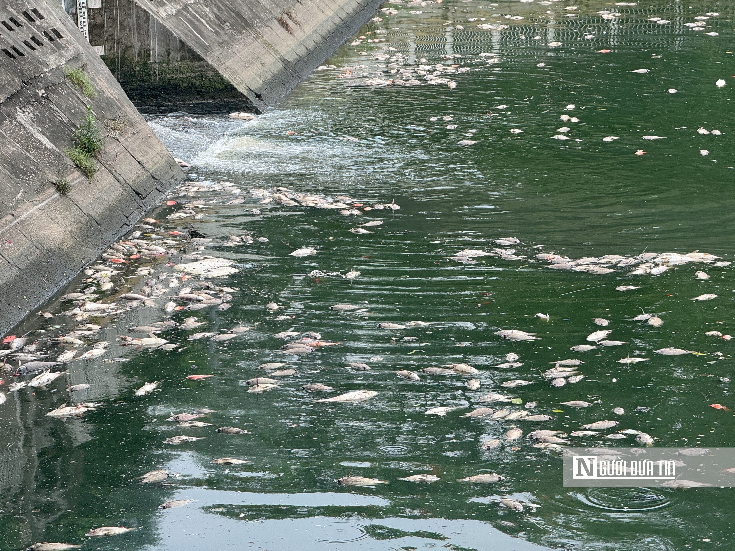 Hà Nội: Cá chết nổi trắng hồ Nghĩa Đô - Ảnh 10.