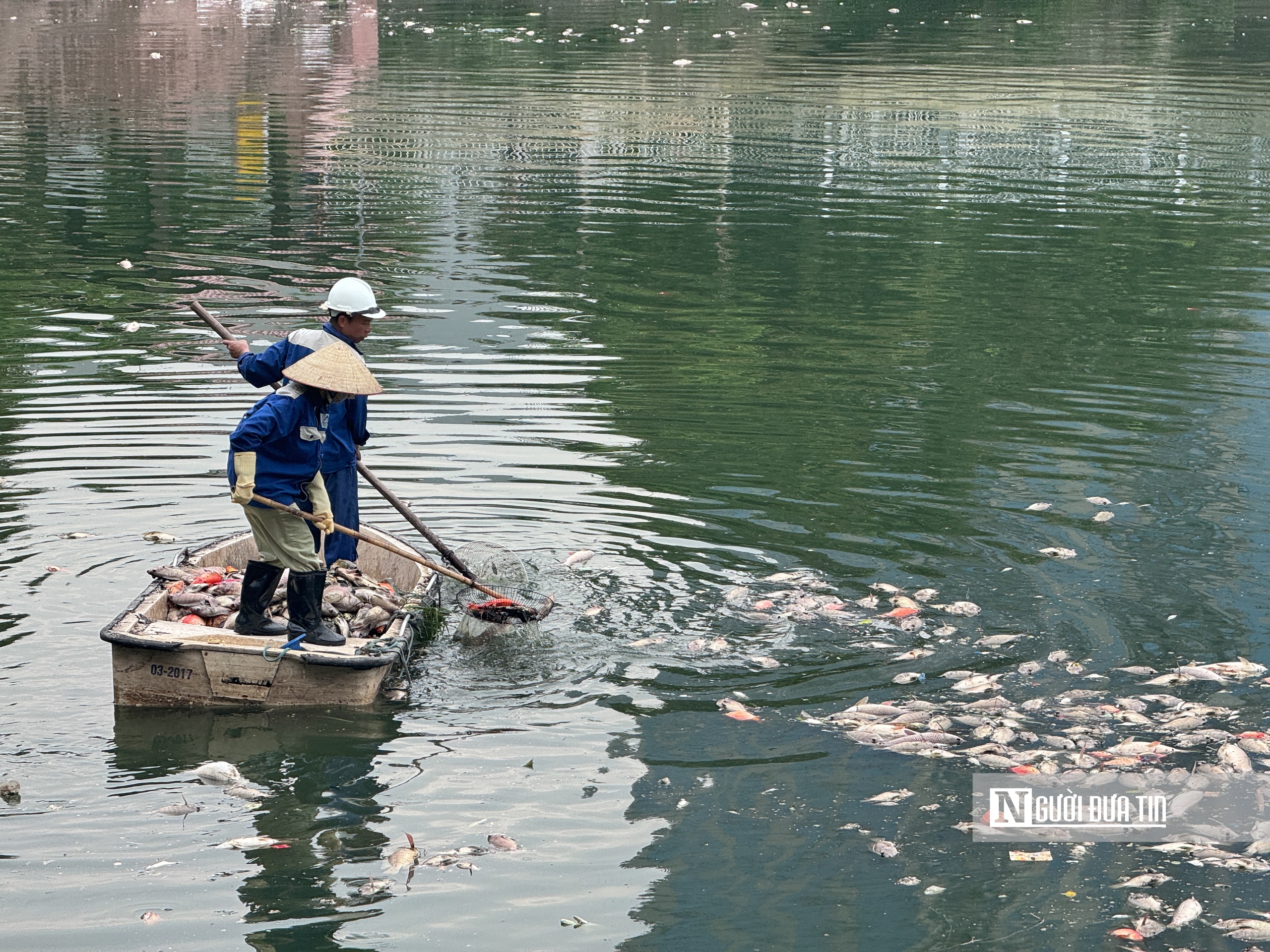 Hà Nội: Cá chết nổi trắng hồ Nghĩa Đô - Ảnh 12.