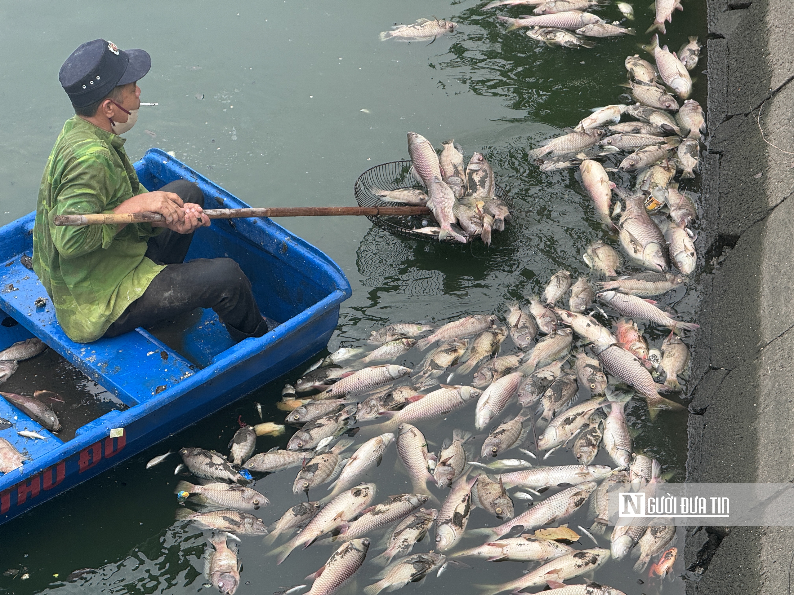 Hà Nội: Cá chết nổi trắng hồ Nghĩa Đô - Ảnh 14.