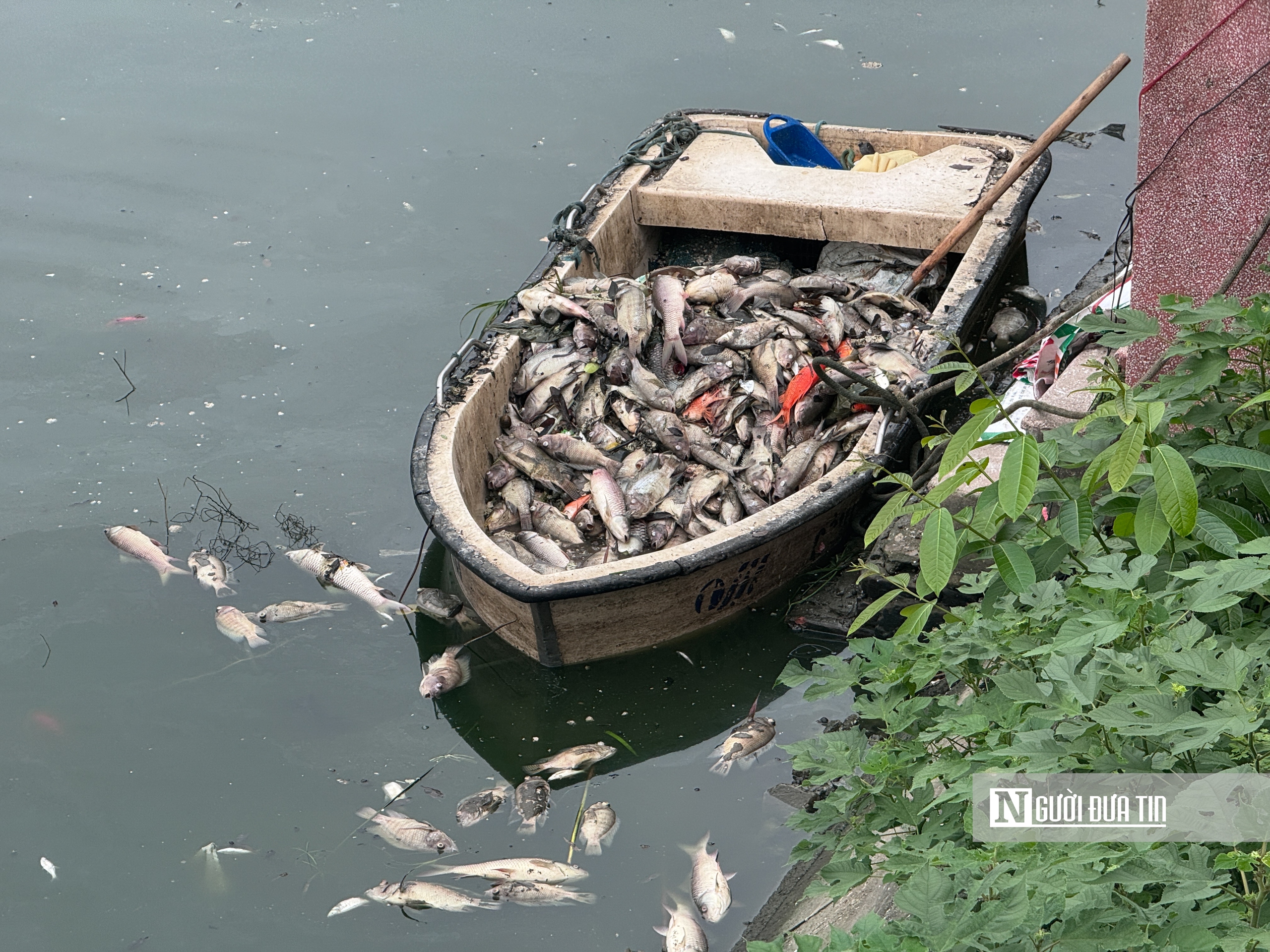 Hà Nội: Cá chết nổi trắng hồ Nghĩa Đô - Ảnh 15.