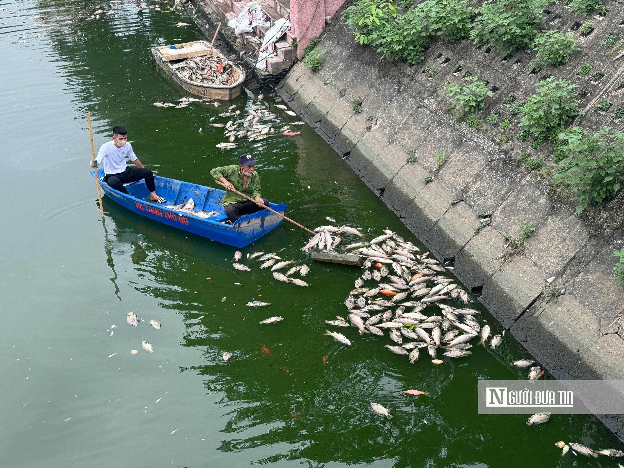 Hà Nội: Cá chết nổi trắng hồ Nghĩa Đô - Ảnh 13.