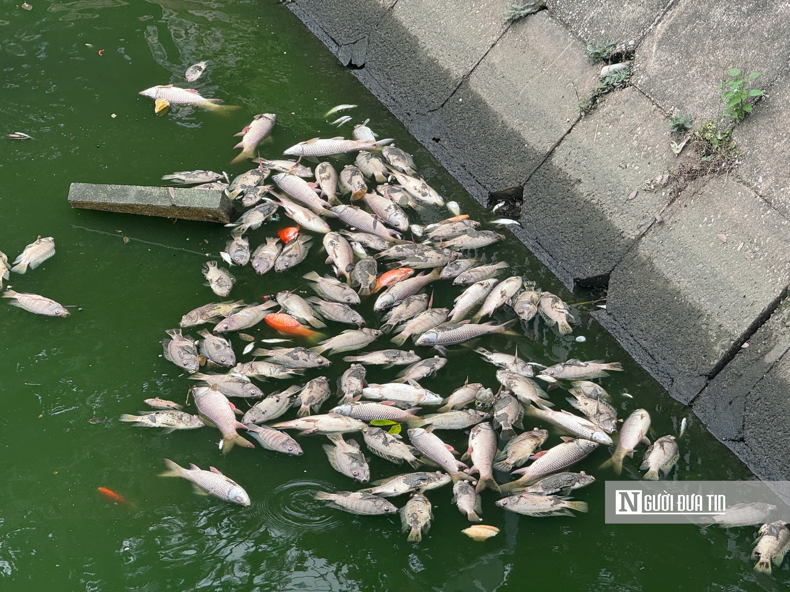 Hà Nội: Cá chết nổi trắng hồ Nghĩa Đô - Ảnh 4.