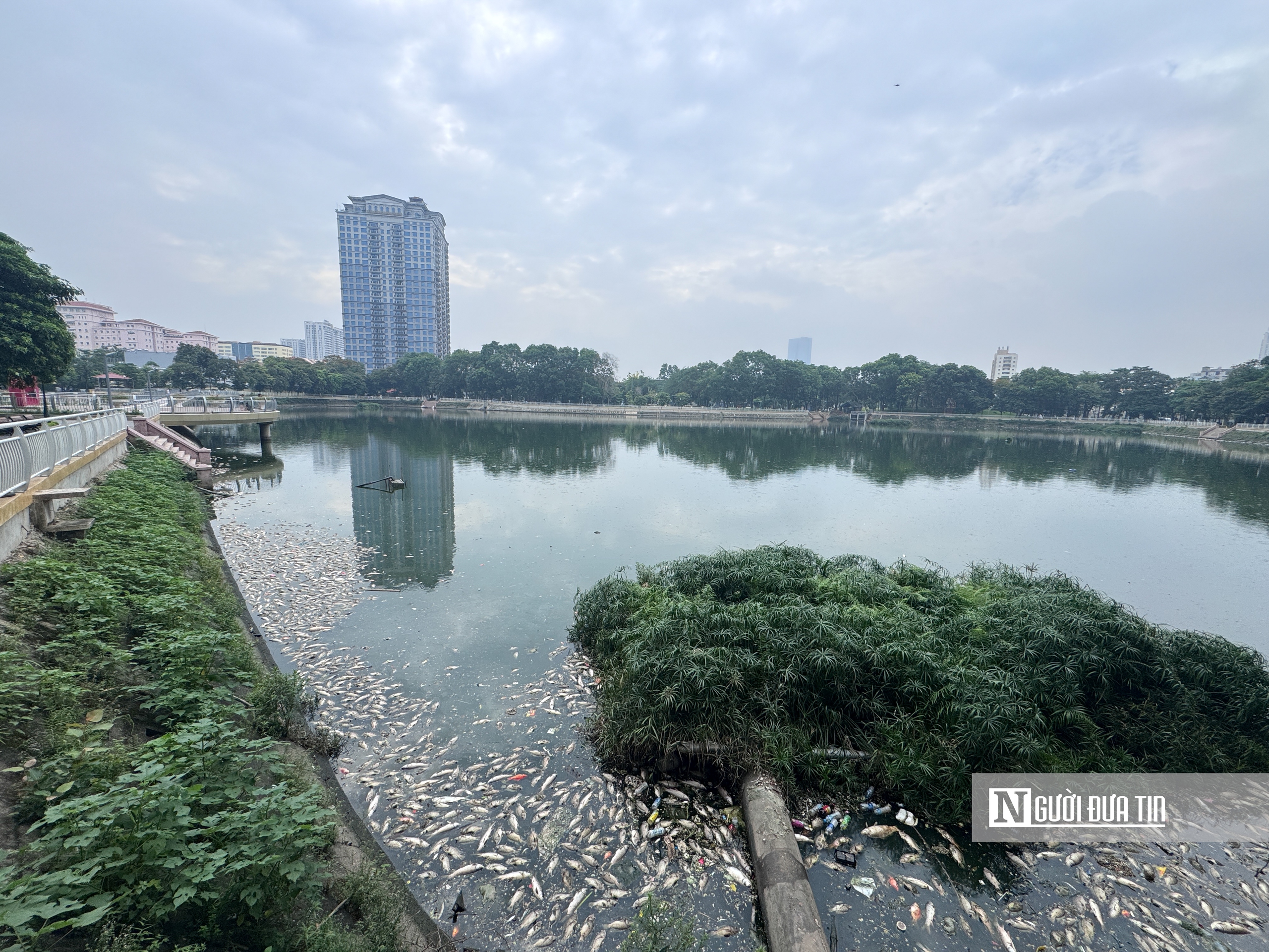 Hà Nội: Cá chết nổi trắng hồ Nghĩa Đô - Ảnh 1.