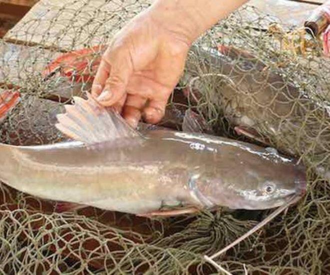 Loài cá là 