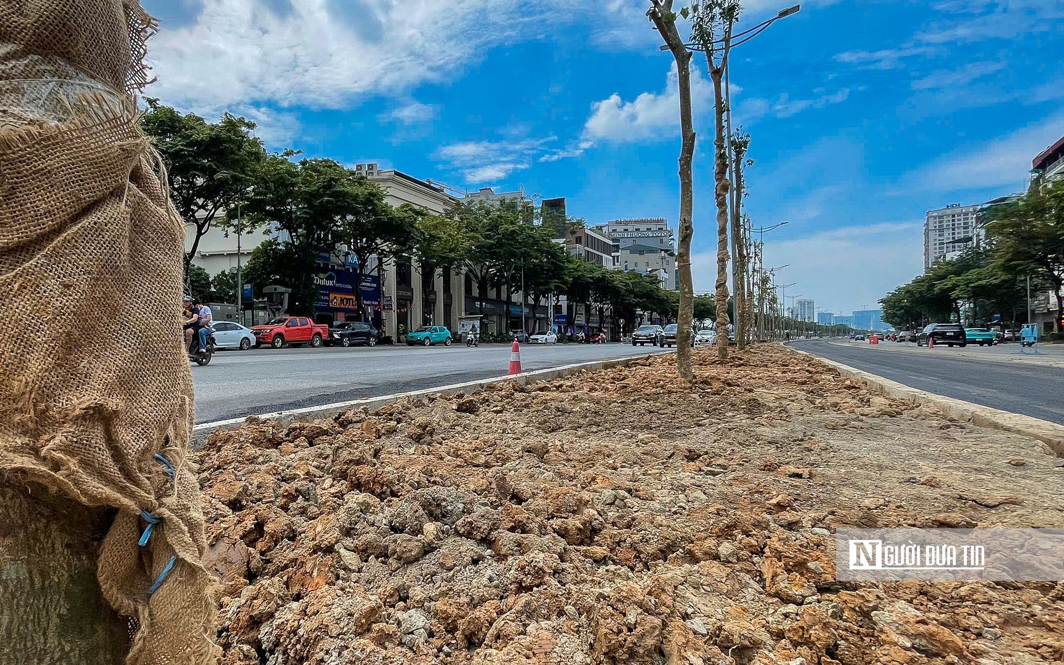 Hà Nội: Cận cảnh hàng cây xanh vừa trồng đã sắp bị thay trên đường Võ Chí Công- Ảnh 7. Hà Nội: Cận cảnh hàng cây xanh vừa trồng đã sắp bị thay trên đường Võ Chí Công- Ảnh 7.