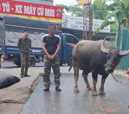 Bắt đối tượng mang ô tô tải đi trộm 4 con trâu ở Phú Thọ - Ảnh 1.