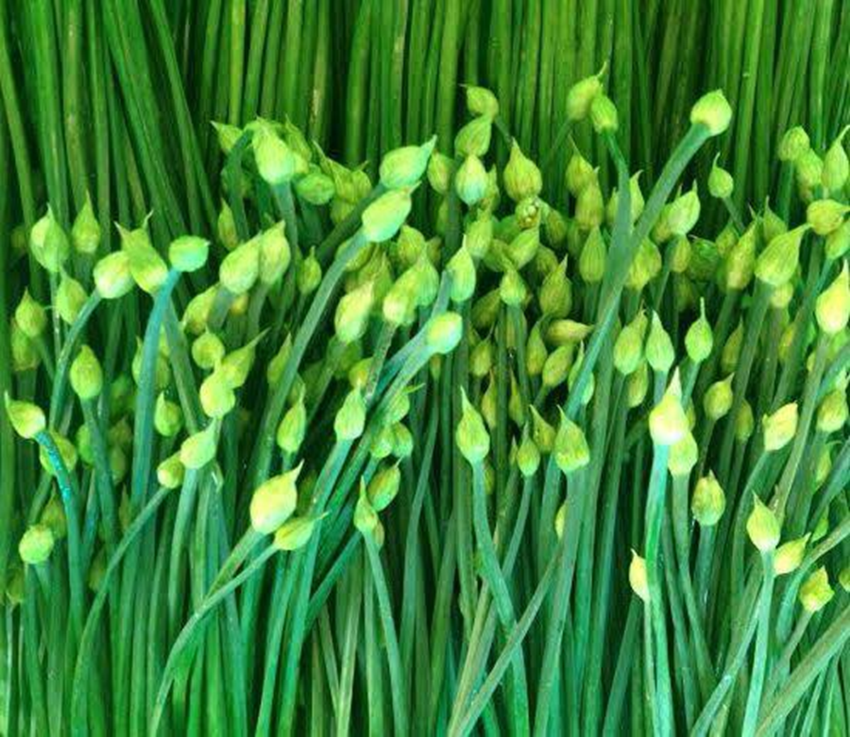 Loại rau được ví như