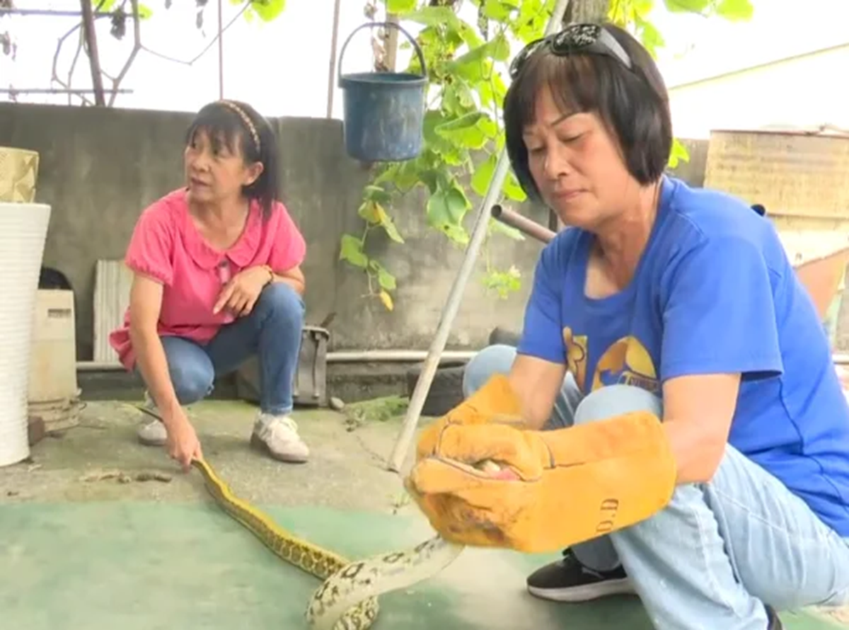 Thấy con vật 