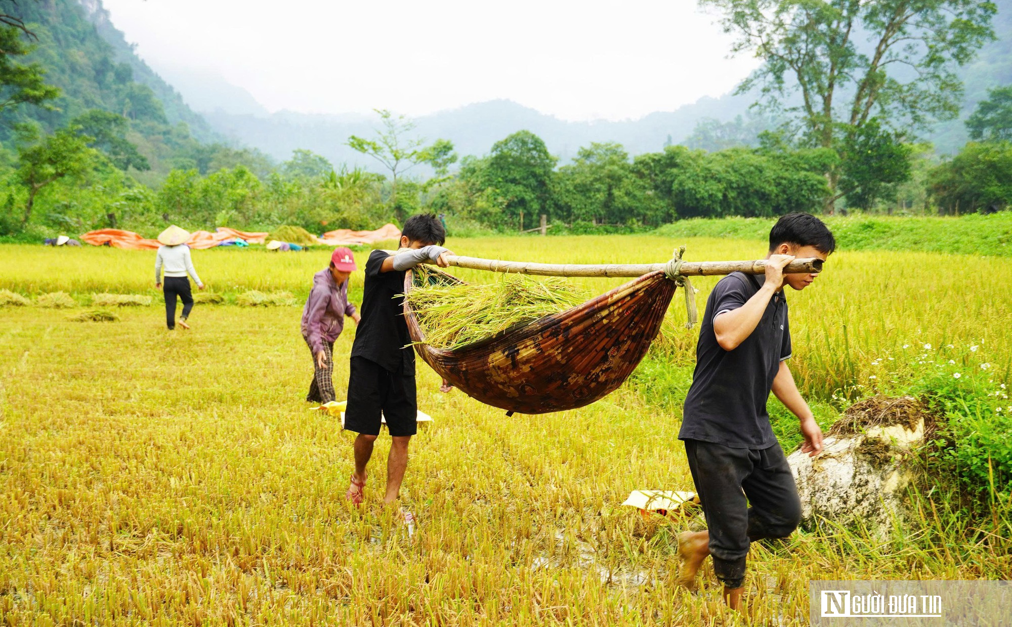 H&agrave;nh tr&igrave;nh l&agrave;m l&uacute;a nước của người Rục sau 65 năm bước ra từ hang đ&aacute;- Ảnh 6.